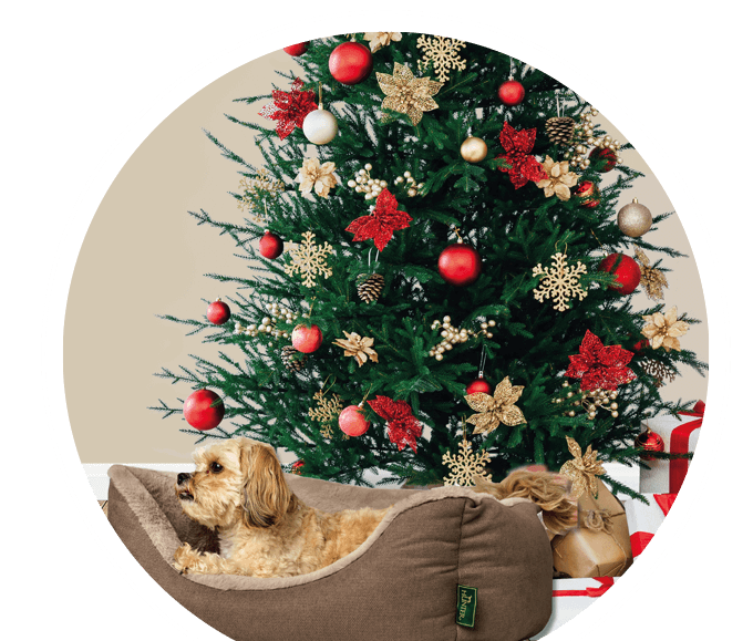 Hund kuschelt vor Weihnachtsbaum Bubble